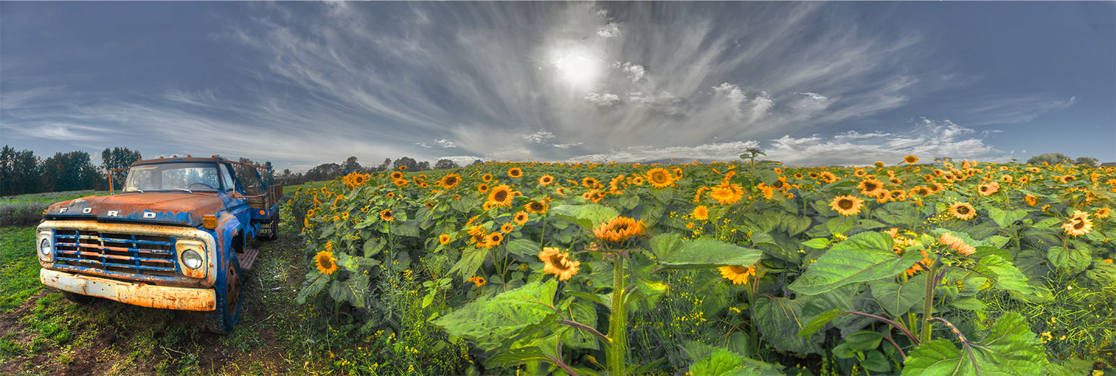 SunflowersTruck 236697